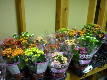 もうすぐ成人式です｜「花ひこ」　（愛知県豊橋市の花キューピット加盟店 花屋）のブログ